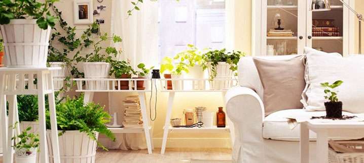 Las plantas como elemento decorativo en el hogar